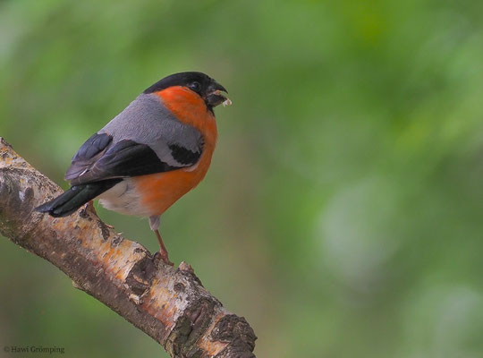 DOMPFAFF, BULLFINCH. PYRRHULA PYRRHULA