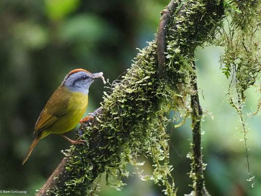 GOLDSCHEITELWALDSÄNGER, RUSSET-CROWNED WARBLER - MYIOTHLYPIS CORONATA