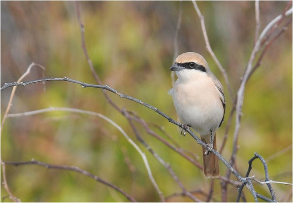 ISABELLWÜRGER, ISABELLINE SHRIKE, LANUS ISABELLINUS