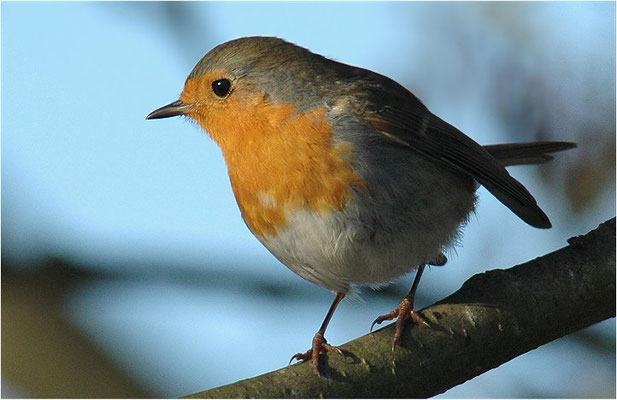 ROTKEHLCHEN, ROBIN, ERITHACUS RUBECULA