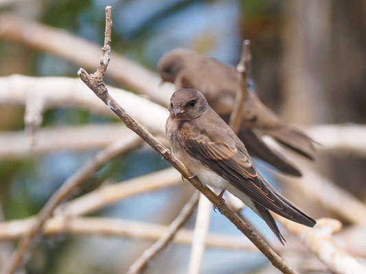 Braunkehluferschwalbe, Brown-throated Martin - Riparia paludicola