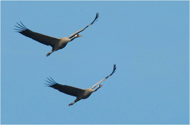 KRANICH, CRANE, GRUS GRUS