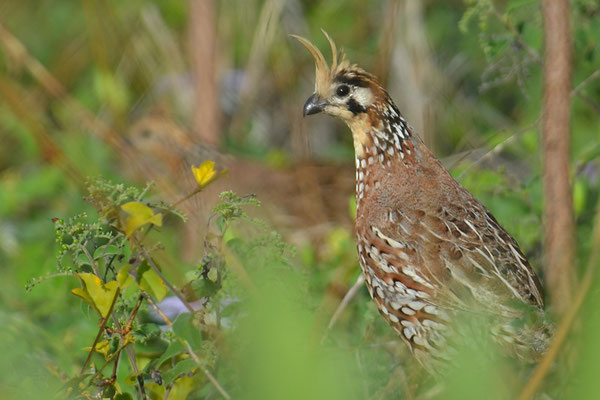 HAUBENWACHTEL, CRESTED BOBWHITE, COLINUS CRISTATUS