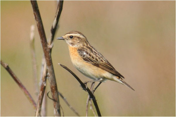 BRAUNKEHLCHEN, WHINCHAT, SAXICOLA RUBETRA
