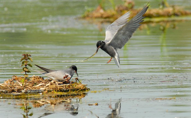 TRAUERSEESCHWALBE, BLACK TERN, CHLIDONIAS NIGER