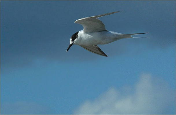 BRANDSEESCHWALBE, SANDWICH TERN, STERNA SANDVICENSIS