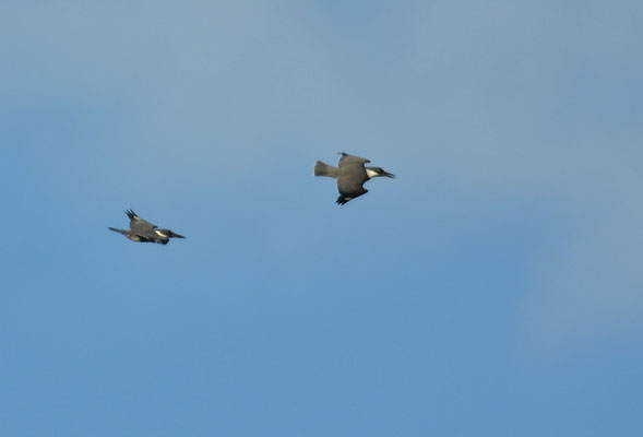 GÜRTELFISCHER, BELTED KINGFISHER, CERYLE ALCYON