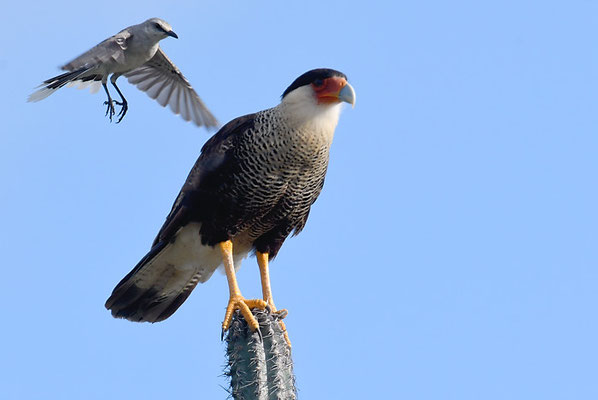 KARIBIKKARAKARA, CRESTED CARACARA, CARACARA CHERIWAY