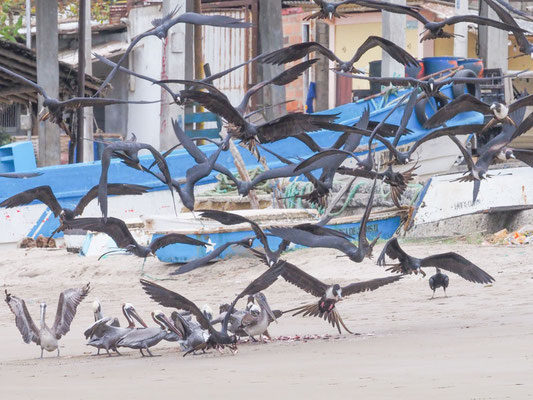 Prachtfregattvogel, Magnificent Frigatebird - Fregata magnifcens