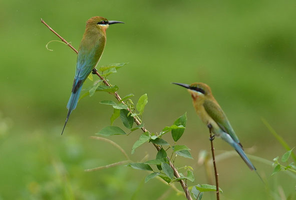 BLAUSCHWANZSMARAGDSPINT, BLUE-TAILED BEE-EATER, MEROPS PHILIPPINIS