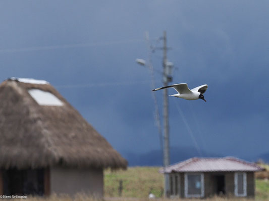 ANDENMÖWE, ANDEAN GULL -  CHROICOCEPHALUS SERRANUS