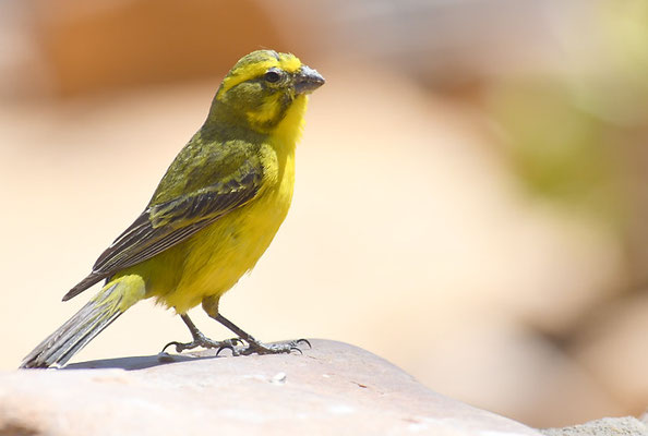 SCHWEFELGIRLITZ, BRIMSTONE CANARY, CRITHAGRA SULPHURATA