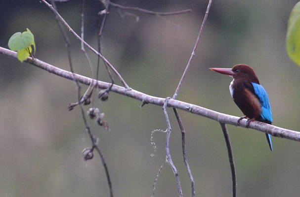 BRAUNLIEST, WHITE-THROATED KINGFISHER, HALYCON SMYRNENSIS