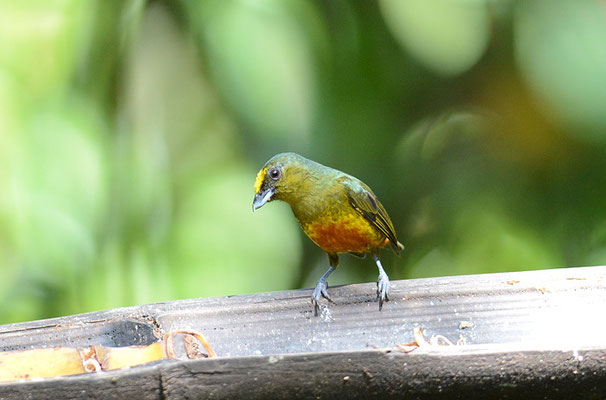 OLIVRÜCKENORGANIST, OLIVE-BACKED EUPHONIA, EUPHONIA GOULDI