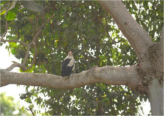 PALMGEIER, PALM-NUT VULTURE, GYPOHIERAX ANGOLENSIS