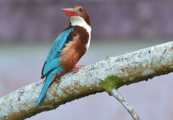 BRAUNLIEST, WHITE-THROATED KINGFISHER-HALCYON SMYRNENSIS