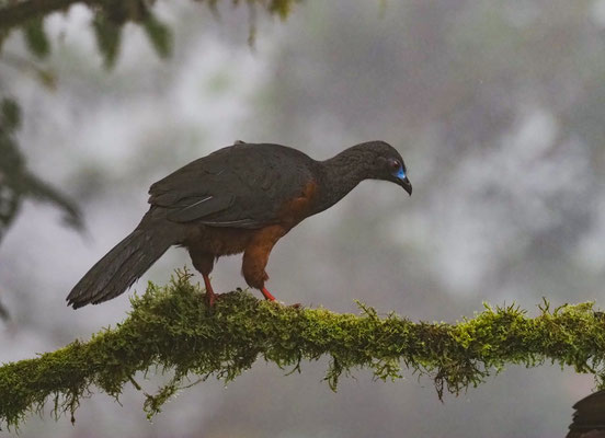 SICHELGUAN, SICKLE-WINGED GUAN - CHAMAEPETES GOUDOTII