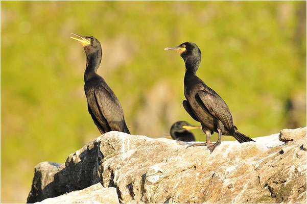 KRÄHENSCHARBE, SHAG, PHALACROCORAX ARISTOTELIS