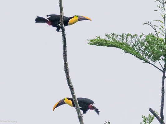 Goldkehltukan, Yellow-throated Toucan - Ramphastos ambiguus