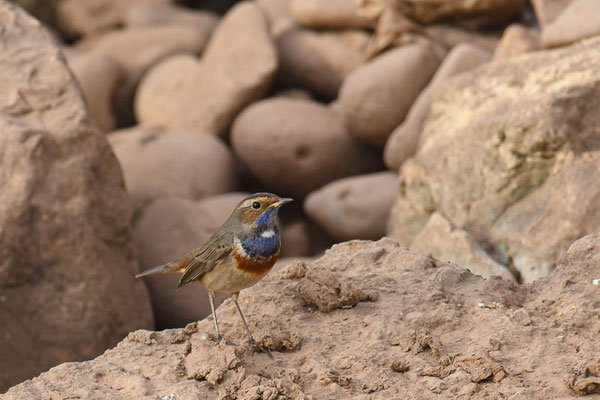 Blaukehlchen, bluethroat, luscinia svecica