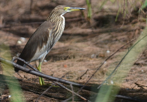 BACCHUSREIHER, CHINESE POND HERON, ARDEOLA BACCHUS