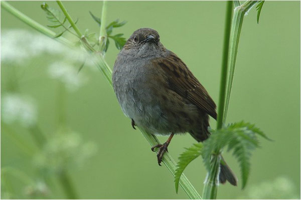 HECKENBRAUNELLE, DUNNOCK, PRUNELLA MODULARIS