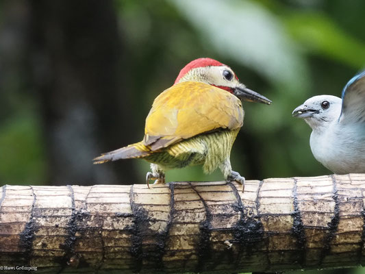 OLIVMANTELSPECHT, GOLDEN-OLIVE WOODPECKER -COLAPTES RUBIGINOSUS