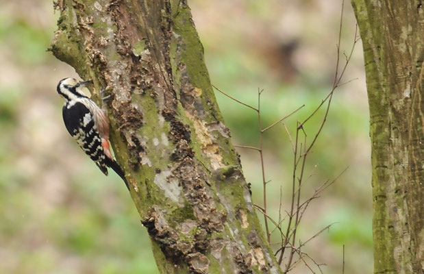 WEISSRÜCKENSPECHT, WHITE-BACKED WOODPECKER, DENDROCOPOS LEUCOTOS