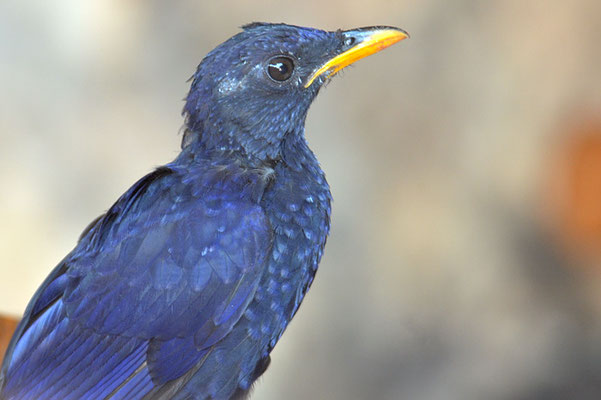 PURPURPFEIFDROSSEL, BLUE-WHISTLING TRUSH, MYOPHONUS CAERULEUS