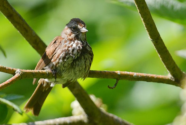 SINGAMMER, SONG SPARROW, MELOSPIZA MELODIA