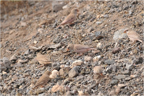 WÜSTENGIMPEL, TRUMPETER FINCH, BUCANETES GITHAGINEUS