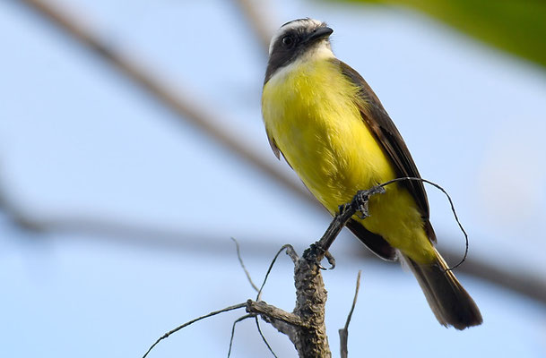 ROTKRONTYRANN, SOCIAL FLYCATCHER, MYIOZETETES SIMILIS 