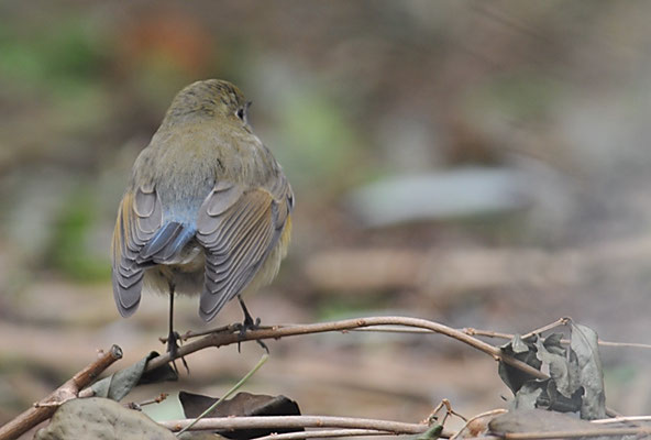 BLAUSCHWANZ, RED-FLANKED BLUETAIL, TARSIGER CYANURUS