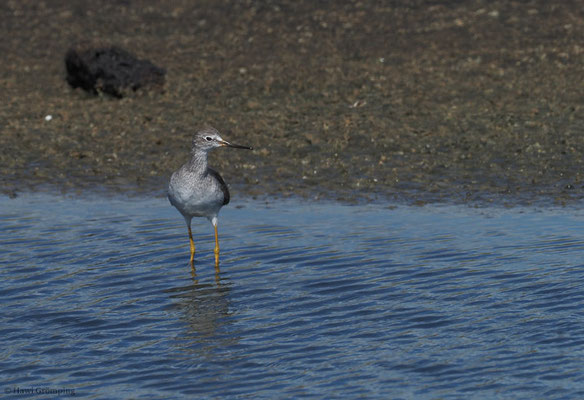 KLEINER GELBSCHENKEL, LESSER YELLOWLEGS, TRINGA FLAVIPES