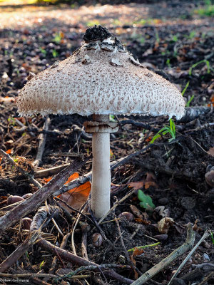 Parasol - Macrolepiota procera