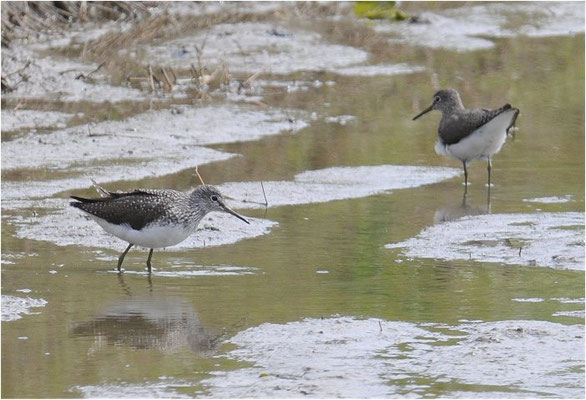 BRUCHWASSERLÄUFER, WOOD SANDPIPER, TRINGA GLAREOLA