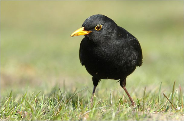 AMSEL, COMMON BLACKBIRD, TURDUS MERULA