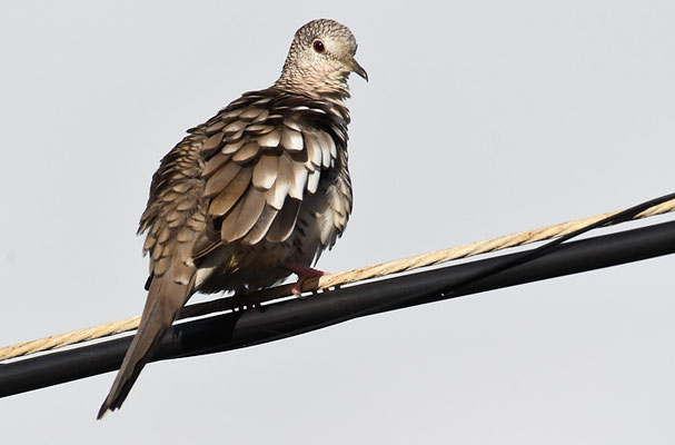 SCHUPPENTÄUBCHEN, SCALED DOVE, COLUMBINA SQUAMMATA