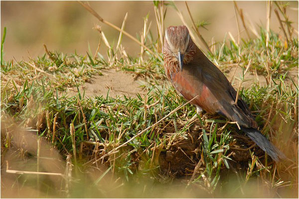 STRICHELRACKE, RUFOUS-CROWNED ROLLER, CORACIAS NAEVIA