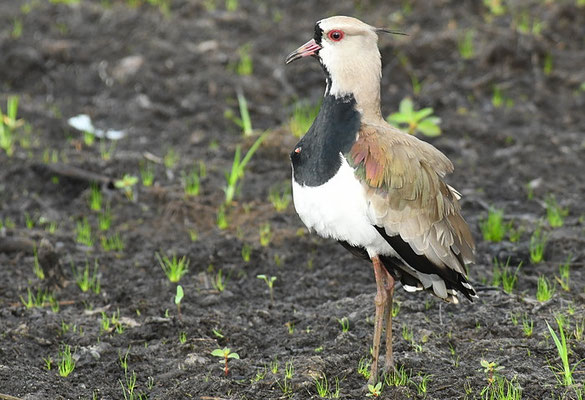 BRONZEKIEBITZ, SOUTHERN LAPWING, VANELLUS CHILENSIS