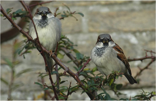 HAUSSPERLING, HOUSE SPARROW, PASSER DOMESTICUS