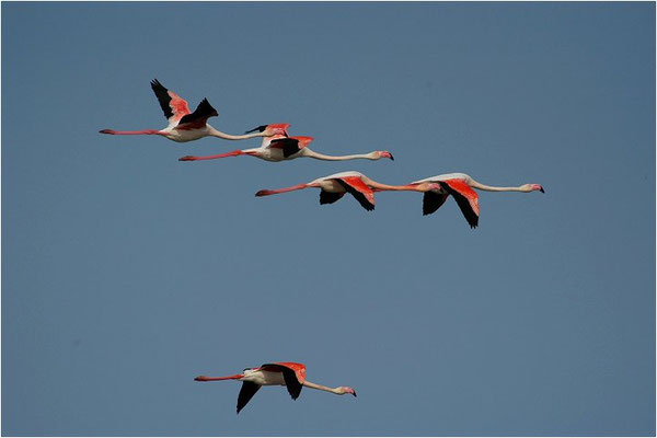 ROSAFLAMINGO, FLAMINGO, PHOENICOPTERUS ROSEUS