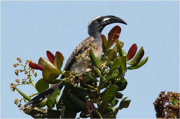 GRAUTOKO, AFRICAN GREY HORNBILL, TOCKUS NASUTUS