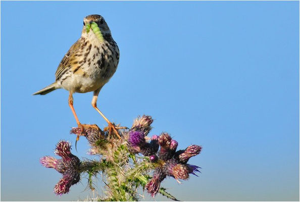 WIESENPIEPER, MEADOW PIPIT, ANTHUS PRATENSIS