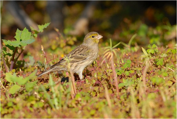 KANARENGIRLITZ, CANARY, SERINUS CANARIA