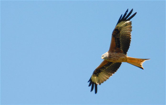 ROTMILAN, RED KITE, MILVUS MILVUS