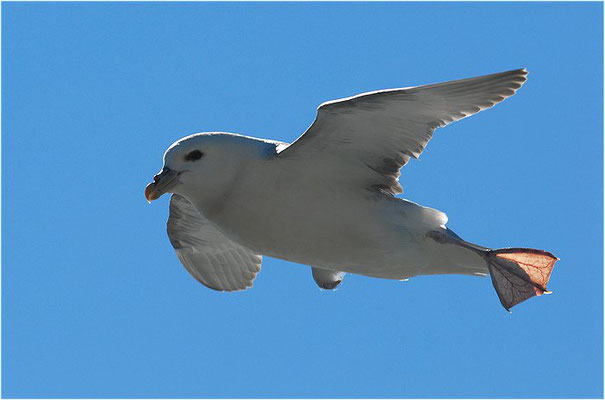 EISSTURMTAUCHER, FULMAR, FULMARUS GLACIALIS 