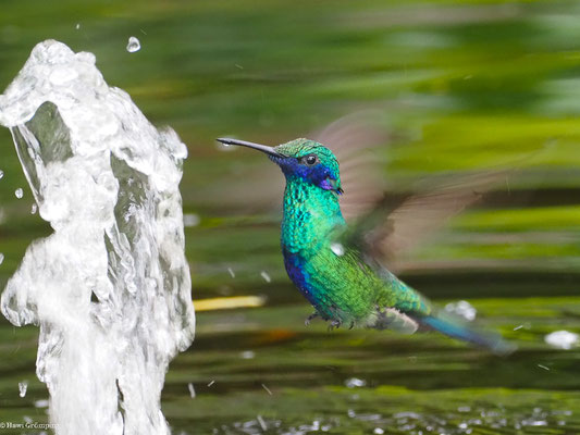 GROSSER VEILCHENOHRKOLIBRI, SPARKLING VIOLETEAR  -C OLIBRI CORUSCAN