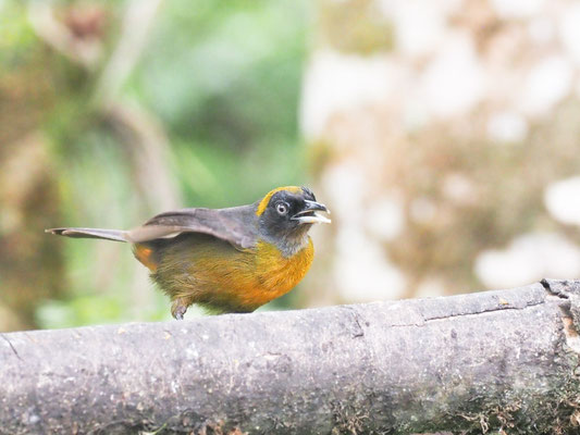 Rußgesicht-Stärlingstangare, Dusky-faced Tanager - Mitrospingus cassinii