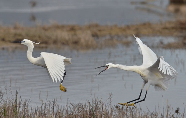 SEIDENREIHER, LITTLE EGRET, EGRETTA GARZETTA